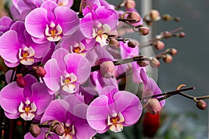 è´è¶å…°ï¼ˆå­¦åï¼šPhalaenopsis aphrodite H. G. Reichenbachï¼‰